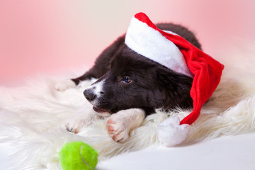 Border Collie Australian Shepherd Welpe Weihnachten