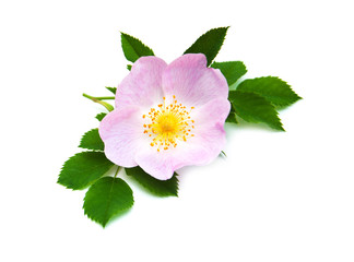 Dog rose