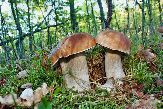 Two mushroom boletus edulis