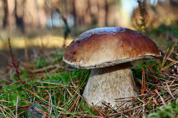 Boletus edulis edible mushroom