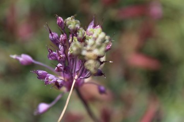 Pflanzenwelt 12