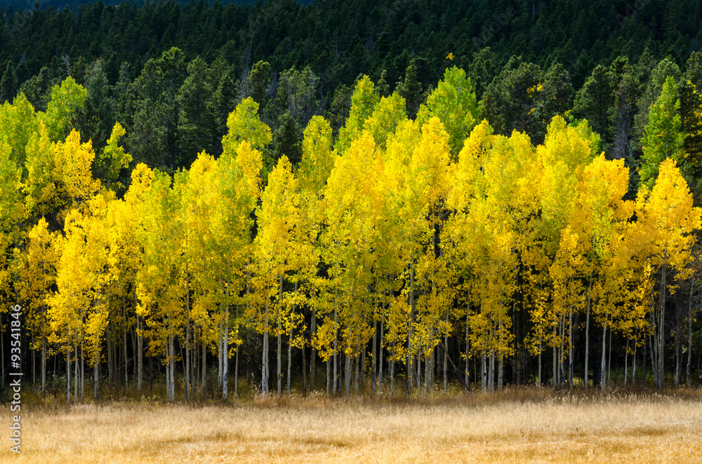 Wall mural Aspen Front Line