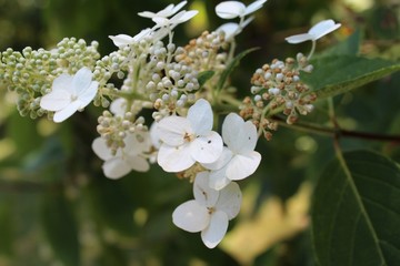 Pflanzenwelt 22