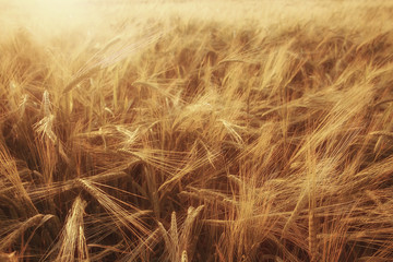 texture of barley ears in the field