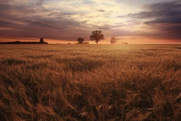 Papier Peint photo Lavable Campagne paysage fantastique coucher de soleil sur le champ de blé rayons de soleil éblouissement