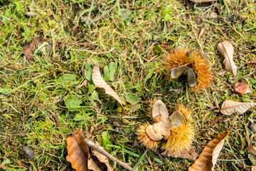 地面に落ちた栗の殻