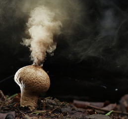 Puffball fungus spores reproduction smoke mushroom - obrazy, fototapety, plakaty