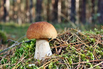 Boletus edulis mushroom