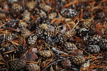 texture autumn pinecones