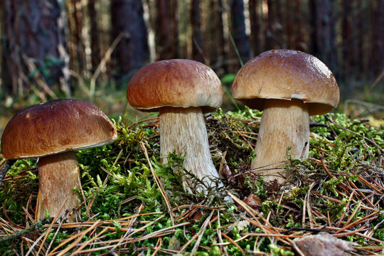Three mushroom boletus