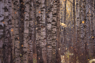 Obraz premium blurred orange autumn background