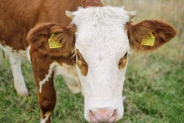 Cow in the field