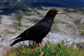 Alpendohlen im Hochgebirge