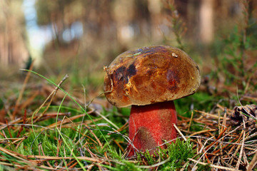 Boletus luridiformis mushroom