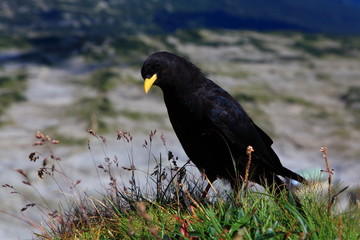 Alpendohlen im Hochgebirge