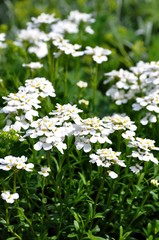 Immergr&uuml;ne Schleifenblume