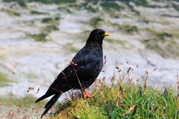 Alpendohlen im Hochgebirge