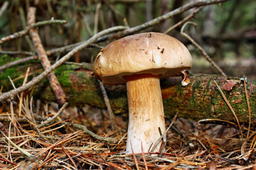Boletus edulis edible mushroom