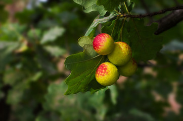 growths on the leaves of oak, oak apple galls