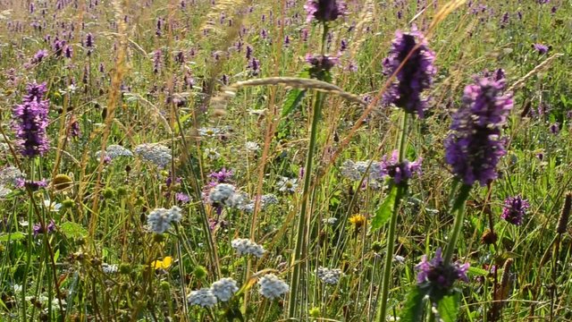 Shooting of wild mountain flowers 