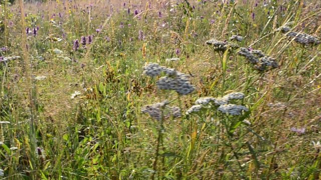 Shooting of wild mountain flowers 