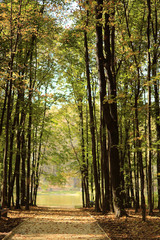 background trees in the forest