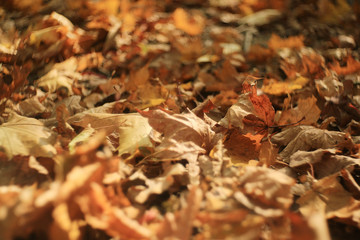 fallen yellow autumn leaves background, texture