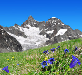 Beautiful mountain Gabelhorn in the foreground blooming gentian - Switzerland