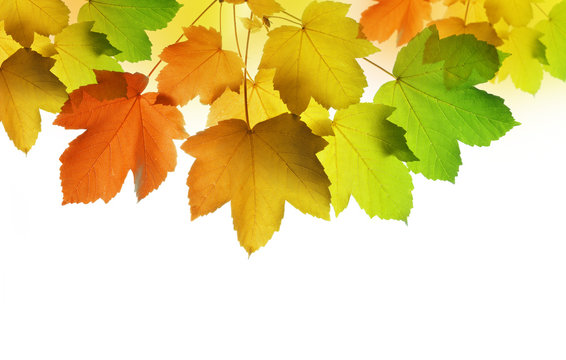 autumn leaves of maple tree on white background