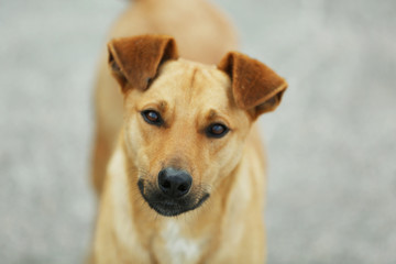 Stray dog, outdoors