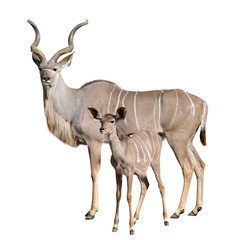 greater kudu isolated on a white background