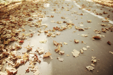 background of fallen leaves on the asphalt in the city