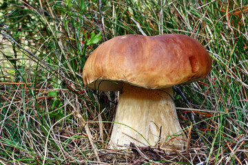 Boletus edulis edible mushroom