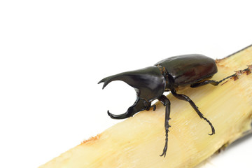 Beetle wing enjoy eating sugar cane (Xylotrupes gideon)