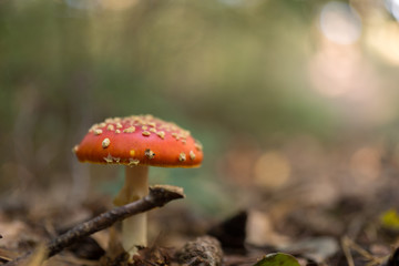 Fliegenpilz, amanita muscaria
