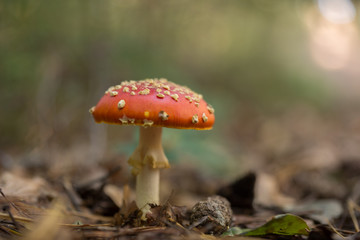 Fliegenpilz, amanita muscaria