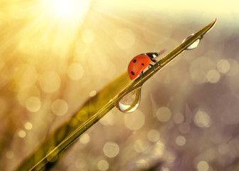 Fresh grass with dew drops and ladybug at sunrise. Nature Background