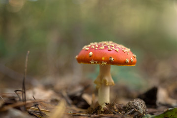 Fliegenpilz, amanita muscaria