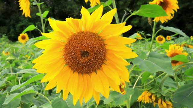Sunflower in the field in Luxembourg.