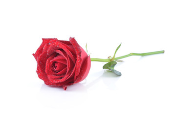 Fototapeta premium red rose isolated on white background