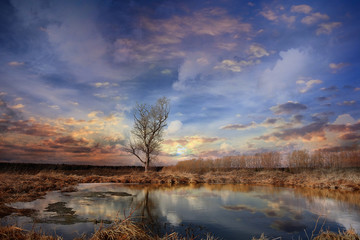 Fototapeta premium lone tree without leaves in autumn