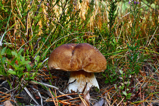 Boletus edible mushroom