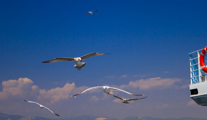 Feeding the seagulls from the ferry, Greece