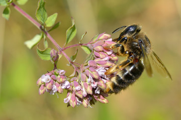 Honey bee feeding on flower