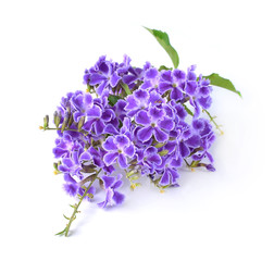 purple flowers  isolated on a white background.