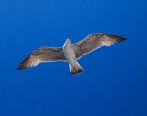 Feeding the seagulls from the ferry, Greece