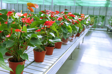 Anthurium flowers in huge greenhouse
