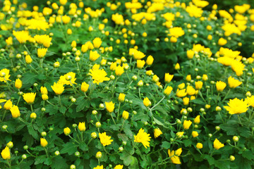 Beautiful chrysanthemum flowers, close-up, outdoors