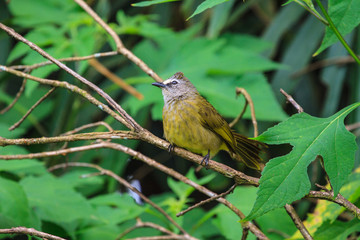 beautiful flavescent bulbul