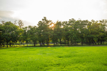 Natural scenery of green lawn with trees in park